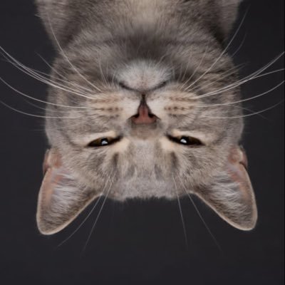 MrDboyyy's profile picture. 