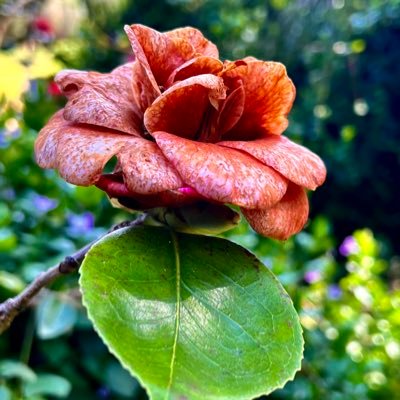 Wills0109's profile picture. My passion for photography is becoming expensive but it's getting me fit. Love living in North Devon. Also enjoy reading and a large glass of red wine.