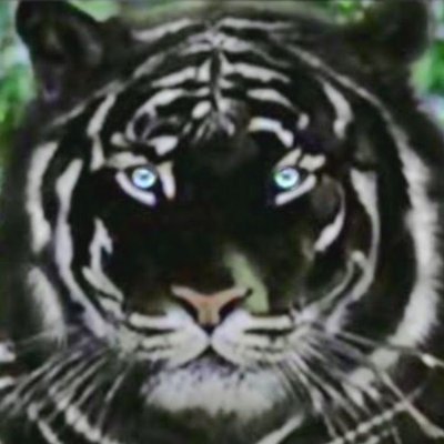 tentigers99 Profile Picture