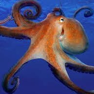 Octo5777's profile picture. I’m Octo