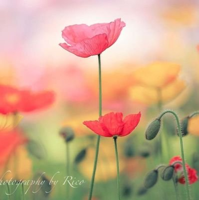 Mohannadjameel2's profile picture. 🌸🌸🌸