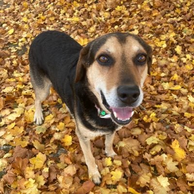 rachkelly7's profile picture. Hanging at home with my mutt. Reckons are my own.