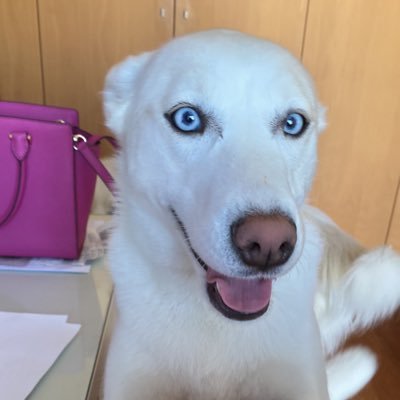 apmc76's profile picture. #SEM_ANISTIA