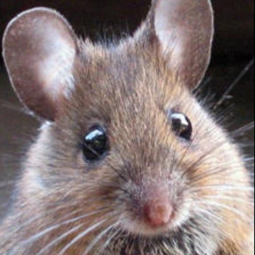 mrmousehouse's profile picture. a mouse in a house, with news updates from the world of sport in TV. Well worth following the MrMouse