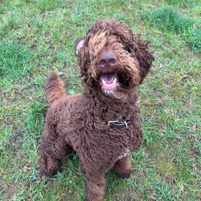 Deputy head passionate about education. All opinions are my own. Mum to two amazing boys and the loves of my life - Lula and Teddy (my dogs 😍)