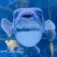 ちろる🐡 (@chiroru1004) 's Twitter Profile