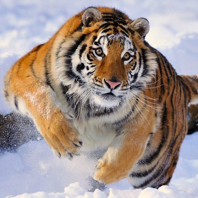 AssidiousMacro's profile picture. Studying assiduously for perspicacity. Love family,real relationships with people, integrity, knowledge, wine, nature, curiosity, sports, water, travelling,food