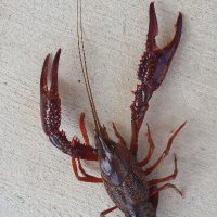 K. Mas (@kmassie6) 's Twitter Profile