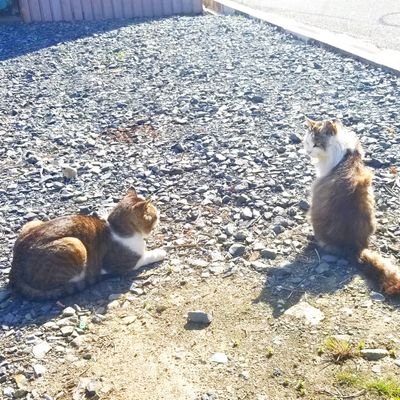 ある時は離島で時間を忘れのんびり🏝️ある時は綿密なプランを立て弾丸旅行💨自由気ままなトラベラー✈️
こちらではインスタの見出しとリアルタイムな投稿をしております📄　　　　　　　　　　　　　　　　　
いいね👍フォロー💫お願いします😌

DM✉️
私的返信❌(コメント欄返信⭕)
素材利用について問合せ、ご依頼⭕