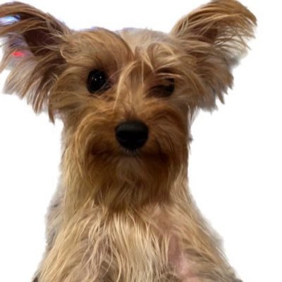 UpdikeSam1's profile picture. 