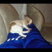 lawabidingcitizen604 (@sd6730716980494) 's Twitter Profile