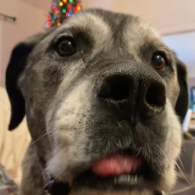 Nodogsallowed67's profile picture. 