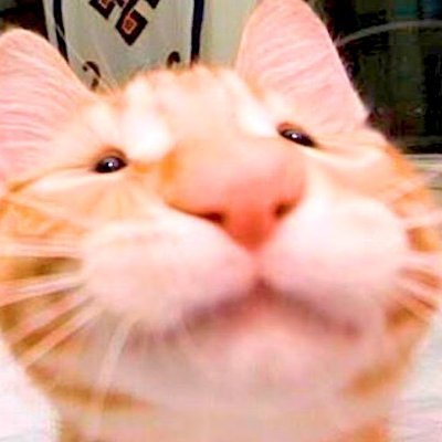 Some small streamer that likes cats, but always have a fun time in my streams. 
Can find all my stuff in here ---- https://t.co/46QVnwwJKU