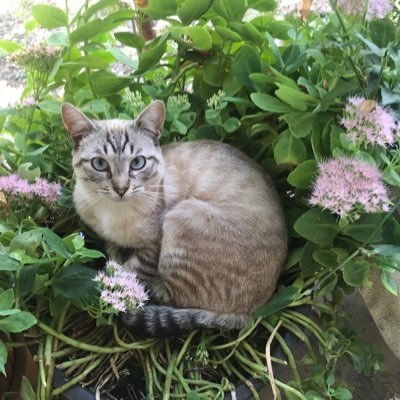 violala45127624's profile picture. 7年間不妊に悩みました。39歳:不妊治療を決意。しかし子宮線筋症・卵巣嚢腫・子宮頸がん高度異形成・大腸ポリープが発覚。40歳後半:不妊治療開始。41歳:3回目の移植で双子を妊娠。 共働き、掌蹠膿疱症、国際結婚、不妊治療中に父親の大腸癌ステージ4が発覚。