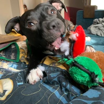 Zuurzing's profile picture. she/her