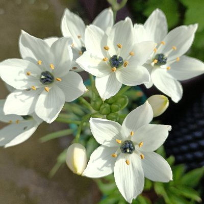 fifi_yh's profile picture. 每个季节，每棵植物，都是不同的，无论姿态如何，都值得记录下来。