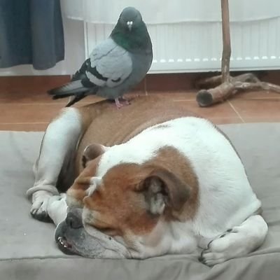 The Story Of: #Homeless #Survivor's #EnglishBulldog #Sunny❤+ #Chihuahua #Lady❤+ Rescued #Pigeon #Lucky❤+ #DogLover #PigeonLover #CatLover @RealNobakhtAhad .,.,.