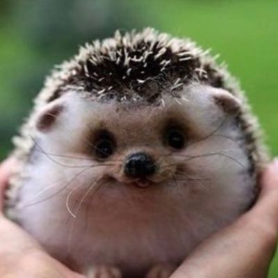 stinkylittlehog Profile Picture