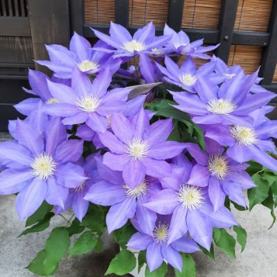 realMegChang's profile picture. 🇹🇼🇰🇷🇯🇵🇺🇸🇭🇰🇨🇦🇲🇴🇮🇹🇻🇦🇨🇭🇫🇷🇨🇳🇩🇪🇨🇿🇭🇺🇦🇹➡️🇪🇬