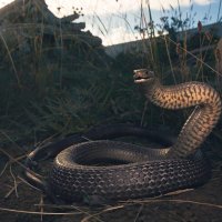 Deadly abo news (@deadly581930130) 's Twitter Profile