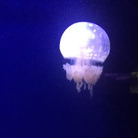 海月 (@saniwasandayo) 's Twitter Profile