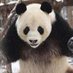 Mr.PANDA@米を食えbot (@mr_panda_acv) Twitter profile photo Mr.PANDA@米を食えbot (@mr_panda_acv) Twitter profile photo