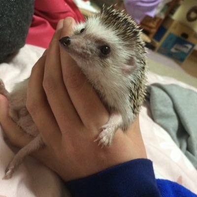 【メイタン様ご確認ページ】ハリネズミ ハリネズミ - Search / X