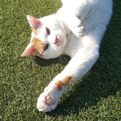 yhori_bg's profile picture. 最近はもっぱら #鉄拳8 (ID: 4Tdr-HDYq-7LJ4) と #原神 (ID: 802083814) にはまっています♪
フレンド登録大歓迎！

テニスは週一回くらいのペースでやります。アニメとバンドも好き。北千住の地域猫「しろ」のファンです。