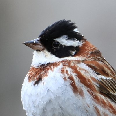 生き物を観察するのが好きです。生き物好きですが、詳しくはありません。Twitterという名と鳥のマークの方が断然好きです。生き物以外のことも呟きます。写真の整理が下手で、アップする写真が時期外れのこと多し。