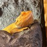 tmizz_reptiles's profile picture. @tmizz1165の爬虫類垢。飼育種: フトアゴヒゲトカゲ, マラカイトハリトカゲ, アルゼンチンB&Wテグー, ヒョウモントカゲモドキ, クレステッドゲッコー, ボールパイソン, コスタリカンゼブラレッグ シーシャ垢@tmizz_shisha
