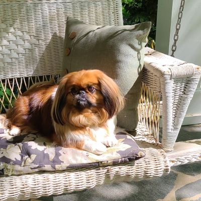 I'll be leaving X, find me on Bluesky at @debbiefett
#PrinciplesFirst, 🐕Molly's mom
#IStandWithUkraine
