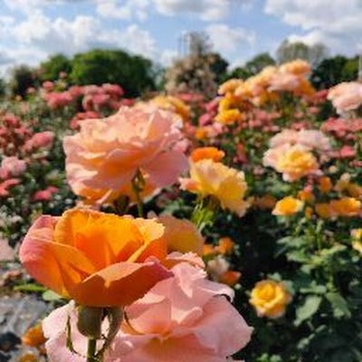 JvcCvij5bx5656's profile picture. 