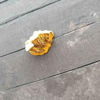 홸뒙さんのプロフィール画像