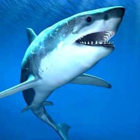 SharkSpotlight(@AdelaCotto19803) 's Twitter Profile Photo SharkSpotlight(@AdelaCotto19803) 's Twitter Profile Photo