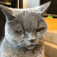 Frau Lich 📯 (@lichfrau) 's Twitter Profile