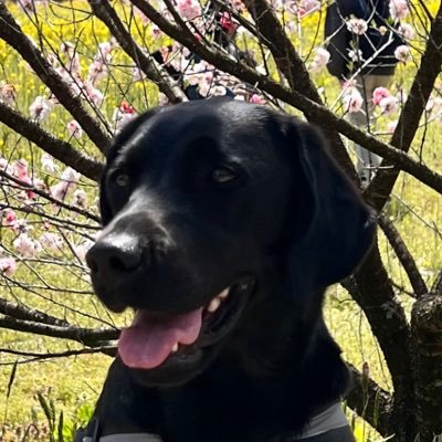 2022.9から 第2の犬生スタート 盲導犬にはなれなかったけど たくさん幸せと笑顔をまき散らしていくよ~ #ラブラドールレトリバー #キャリアチェンジ #黒らぶ #供血犬