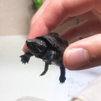 かめかず🐢(@turtlekazu_dev) 's Twitter Profile Photo