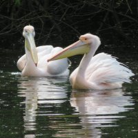 Flaneur_a_Londres (@flaneur_sfw) 's Twitter Profile