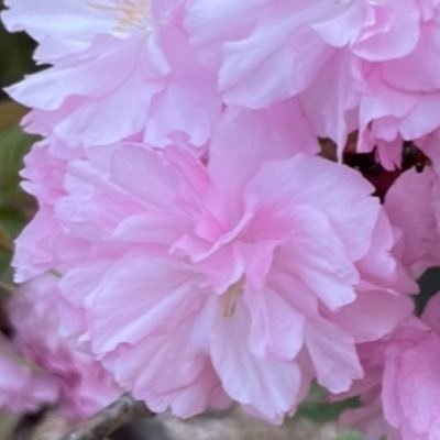 izumin_as's profile picture. ASKAさん🌸CHAGEandASKA♪BON JOVI ♪Mariah Carey♪ZARD♪DUA LIPA♪ブラッド・ピット♪花・空・風景・美味しい物♪どうぞよろしくお願いします♪Fellows🌼
