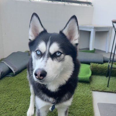 kinginiesta9's profile picture. 