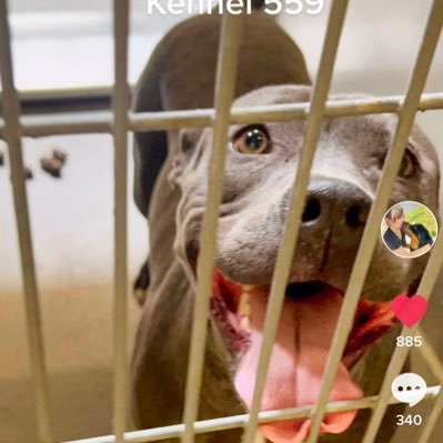 doglives_matter's profile picture. Please Share! Dog mom networking dogs in urgent need of fostering or adopting (CA, TX, FL, etc.) These dogs are on euthanasia lists due to shelter space!