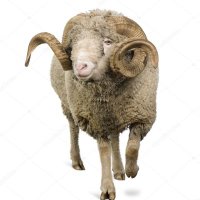 District Sheep Husbandry Office Budgam (@sheepbudgam) 's Twitter Profile