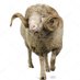 District Sheep Husbandry Office Budgam (@sheepbudgam) Twitter profile photo District Sheep Husbandry Office Budgam (@sheepbudgam) Twitter profile photo