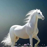 Ankara beyi (@ankarab86542454) Twitter profile photo
