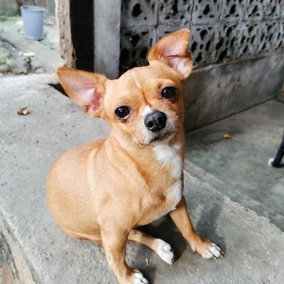 odina_'s profile picture. A programmer by profession, a dilettante in deed, and a dork by definition.