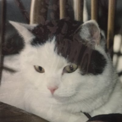 前アカウント（@ittamue）ロックで入れなくなったｻﾞﾝﾈﾝな人🐈‍⬛DMはこちら新ｱｶへ💁‍♀️岩手で1997からひっそりカフェやってます猫カフェではないですけっこう美味しいもの出します🍛🍝🌭☕️🍰店に関係ない猫ポスト多いかもしれないから気をつけてOpen11:30-17:30第1日曜火曜定休