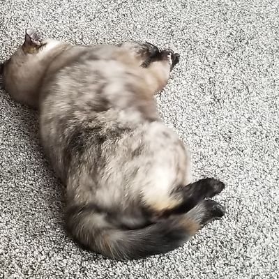 FoerschWilliam's profile picture. 