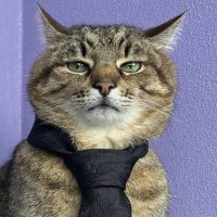 brazilianbuthorny (@brazbuthor98013) 's Twitter Profile