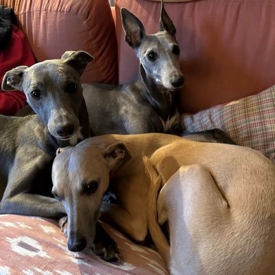 WhippetDuo's profile picture. Whippets living in rural Devon. Eating, sleeping, walking and playing.
