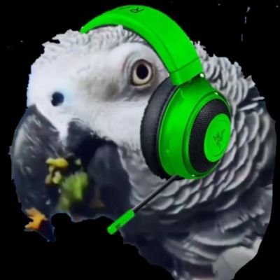 I'm a crazy grey pigeon of the African Congo variety | Streamer on TikTok 60k, YouTube, Twitch, & Facebook.